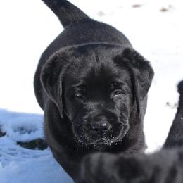 Labrador Retriever Puppies from Linro Labradors