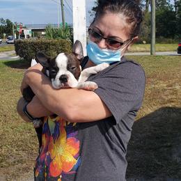 Boston Terrier Puppies from I Love Pups