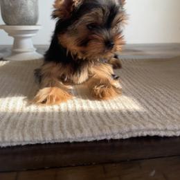 Yorkshire Terrier Puppies from Crystal Garden Yorkies