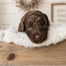 Mint collar - Chocolate female Goldendoodle puppy in Christiana, Tennessee from Rechlicz Family Doodles