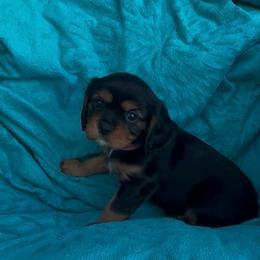 Nera AKC - Black and tan female Cavalier King Charles Spaniel puppy in Fairmount, Indiana from Dream Maker Cavaliers
