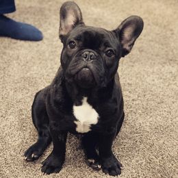 French Bulldogs from Everlasting