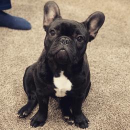 French Bulldogs from Everlasting