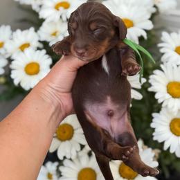 Tide - Chocolate and tan male Dachshund puppy in Lehi, Utah from Cherry Creek Dachshunds