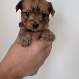 Rosie - Sable female Yorkshire Terrier puppy in Beulaville, North Carolina from Sunset Ranch