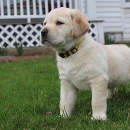 Labrador Retrievers from Andrew Ewing's Labrador Retrievers