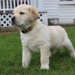 Labrador Retrievers from Andrew Ewing's Labrador Retrievers