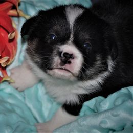 Pembroke Welsh Corgi Puppies from Larrchelle's Corgi's
