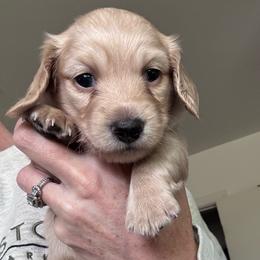 Kurt - Cream male Dachshund puppy in Grand Junction, Colorado from Agape Dachshunds