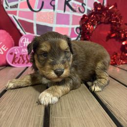 Rex - Liver male Miniature Schnauzer puppy in Lufkin, Texas from C&K’s Schnauzer House