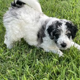 Aussiedoodle and Miniature Australian Shepherd Puppies from Sugar Creek Oodles and Aussies