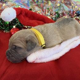 Yellow collar - Fawn male Cane Corso puppy in Briggs, Texas from Capital City Corso’s