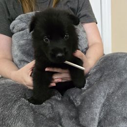 White collar - Black male German Shepherd puppy in Commerce, Georgia from Adams K9