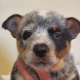 Half mask with eye liner - Blue speckled male Australian Cattle Dog puppy in Lenoir, North Carolina from Blue Coyote Ranch
