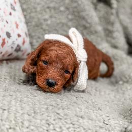 Pink collar girl - Red  female Goldendoodle puppy in Spokane, Washington from Dream Doodles in Spokane WA