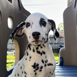 Dalmatian Puppies from Crystal Gonzalez