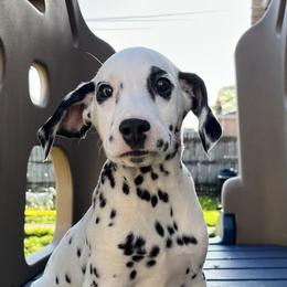 Dalmatian Puppies from Crystal Gonzalez