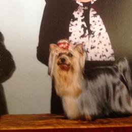 Yorkshire Terriers from Yorkie Show Dogs
