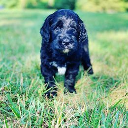 Bernedoodle and Goldendoodle Puppies from Doodling All Day Goldendoodles & Bernedoodles