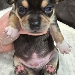 Boy 2 - Black and tan male Chihuahua puppy in Knoxville, Tennessee from Turners Chihuahua