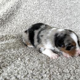 Boy 4 - Blue merle male Australian Shepherd puppy in Rochester, Massachusetts from Clover Creek Aussies