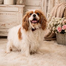 Paisley - Cavalier King Charles Spaniel