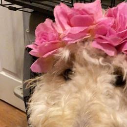 Goldeen  - Goldendoodle