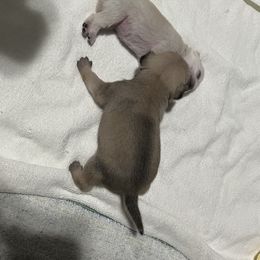 Pug Puppies from Southern Pugs