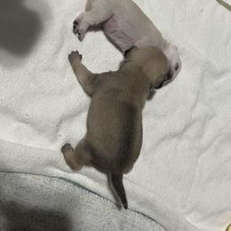 Pug Puppies from Southern Pugs