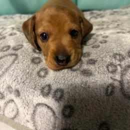 Black boy - Dapple male Dachshund puppy in Live Oak, Florida from The Weenie Herd Mom