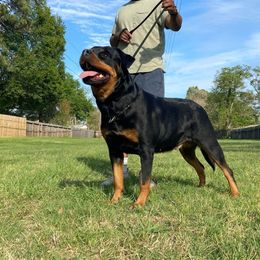Rottweiler puppies from Inexorable Haus Early Rotts