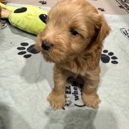 Dark red male - Wheaten male Miniature Schnauzer puppy in Forest, Virginia from Prestige Kennel LLC