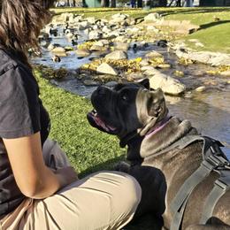 Cane Corso from Diesels Legacy