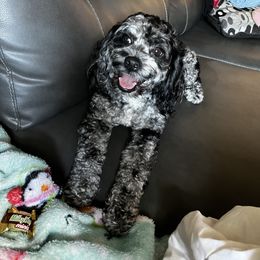 Mochi - Merle female Cockapoo puppy in Ocoee, Florida from Puppie Poos 4 U