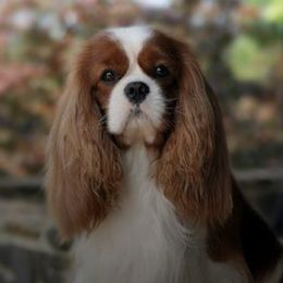 Cavalier King Charles Spaniels and Golden Retrievers from Merimaur Goldens and Cavaliers