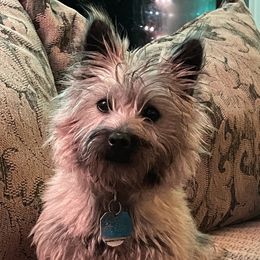 Cindy - Cairn Terrier