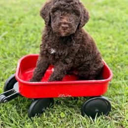Peaches-Pink - Brown and white female Aussiedoodle puppy in West Monroe, Louisiana from Diamond M Poodles and Doodles