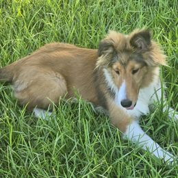 Shetland Sheepdog puppies from Costa Del Sol Shelties