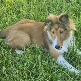Shetland Sheepdog puppies from Costa Del Sol Shelties