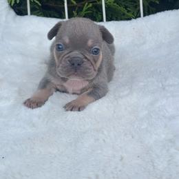 Glacier - Tricolors male French Bulldog puppy in Ronks, Pennsylvania from Bleu Rock French Bulldogs