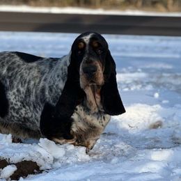 Teeter - Basset Hound