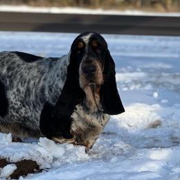 Teeter - Basset Hound