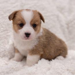 Kash - Red male Pembroke Welsh Corgi puppy in Beggs, Oklahoma from Blue Diamond Corgi’s