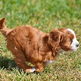 Spiffy - Red male Cavapoo puppy in Narvon, Pennsylvania from Stoltzfus Family Puppies (license number 18844)