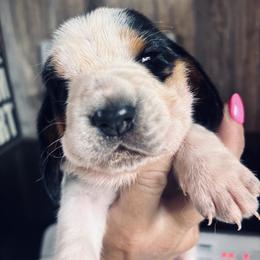 Ella - Basset Hound