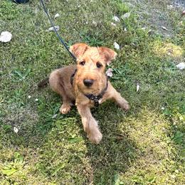 Irish Terrier Puppies from Red Branch Irish Terriers