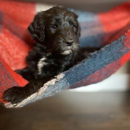 Sheepadoodle Puppies from Oak Hill Doodles