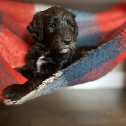 Sheepadoodle Puppies from Oak Hill Doodles
