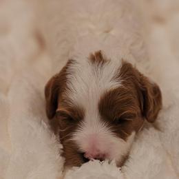 Dolly - Blenheim female Cavapoo puppy in Glendale, Arizona from Cool Cavapoos