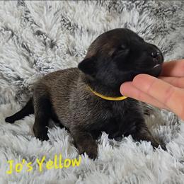 Jo's Yellow - Mahogany female Belgian Malinois puppy in Berry, Alabama from North River k9